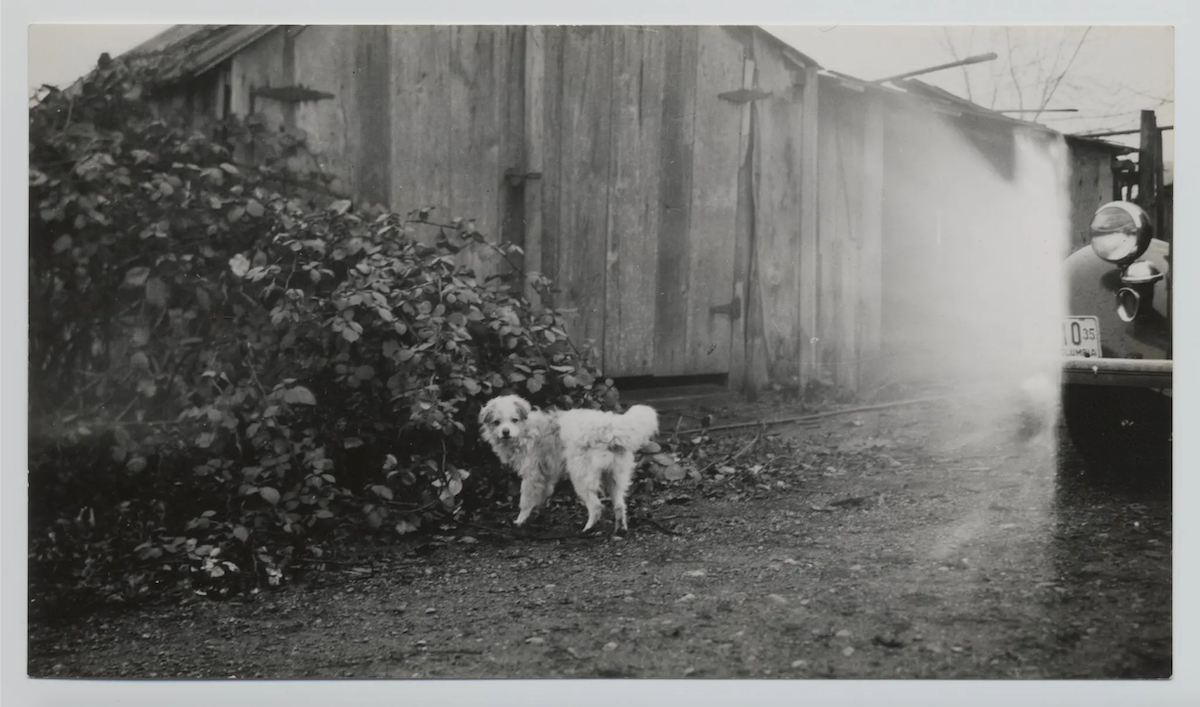 A woolly-haired dog in British Columbia captured in a photograph during the first half of the 20th century. Photo: University of Victoria/W̱SÁNEĆ Leadership Council