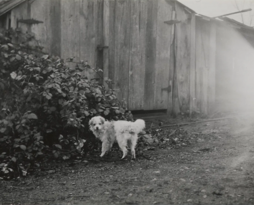A woolly-haired dog in British Columbia captured in a photograph during the first half of the 20th century. Photo: University of Victoria/W̱SÁNEĆ Leadership Council